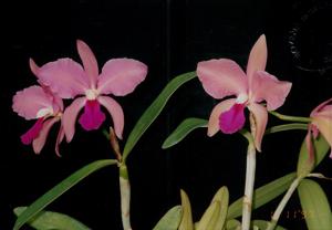 Cattleya Clarkiae