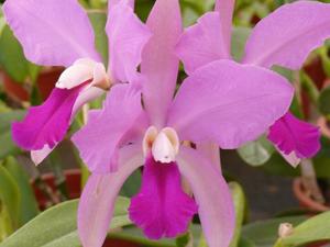 Cattleya Clarkiae