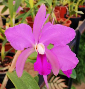 Cattleya Clarkiae