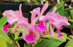 Cattleya Clarkiae