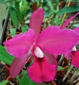 Cattleya Clarkiae