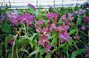 Cattleya Clarkiae