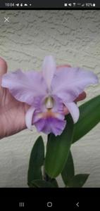 Cattleya Eros