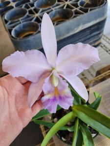 Cattleya Eros