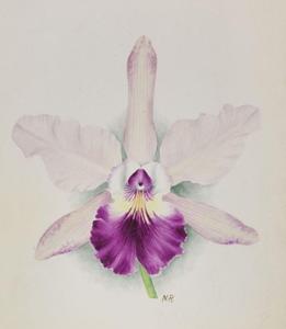 <i>Cattleya</i> Fernand Denis