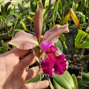 Cattleya F. W. Wigan