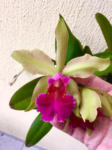 Cattleya F. W. Wigan