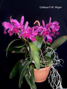 Cattleya F. W. Wigan