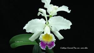 Cattleya General Pau