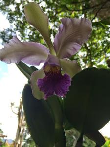 Cattleya Goossensiana