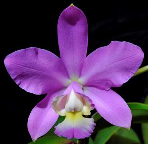 Cattleya Heathii 1