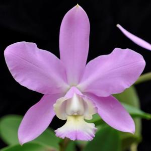 Cattleya Heathii 1