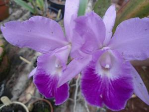 Cattleya Hecate