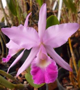 Cattleya Hecate