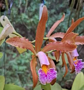 Cattleya Juno