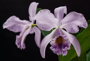 Cattleya Lord Derby