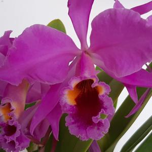 Cattleya Lord Derby