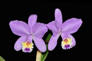 Cattleya Manglesii