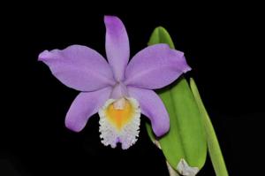 Cattleya Miss Endicott