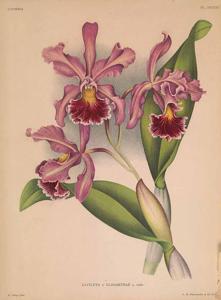 Cattleya Miss Harris