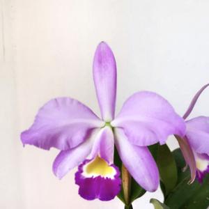 Cattleya Mollis