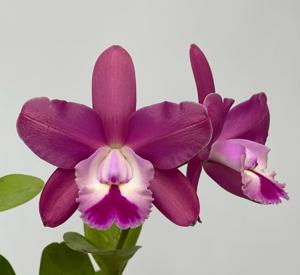 Cattleya Olenus (1904)