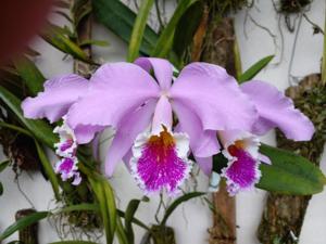 Cattleya Percimax