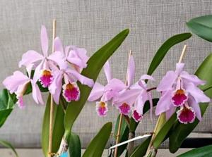 Cattleya Percimax