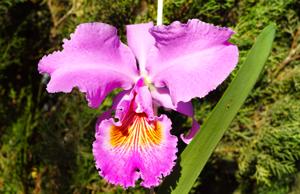 Cattleya Unique