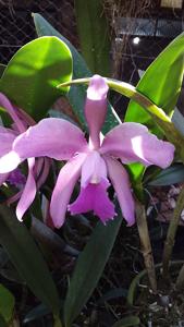 Cattleya Victoria-Regina