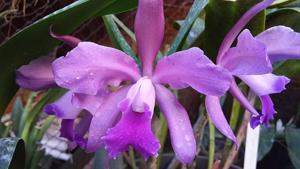 Cattleya Victoria-Regina