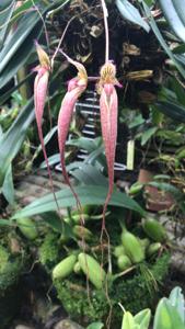 Bulbophyllum Fascination