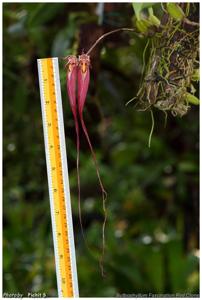 Bulbophyllum Fascination