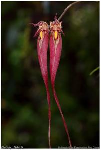 Bulbophyllum Fascination