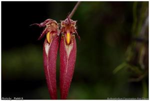 Bulbophyllum Fascination