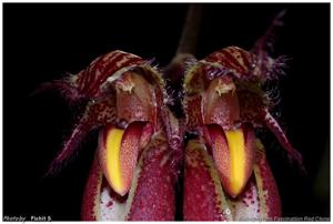 Bulbophyllum Fascination