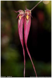 Bulbophyllum Fascination