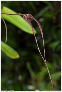 Bulbophyllum Fascination