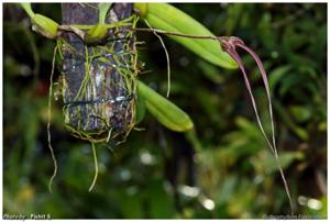 Bulbophyllum Fascination