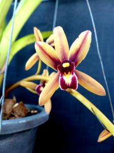 Cymbidium Hanalei