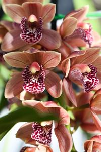 Cymbidium Vogelsang