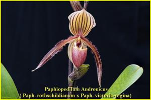 Paphiopedilum Andronicus