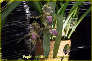 Paphiopedilum Andronicus