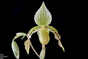 Paphiopedilum Arthur