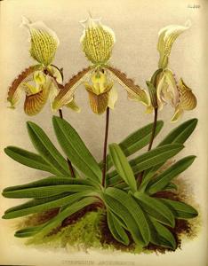 Paphiopedilum Arthurianum