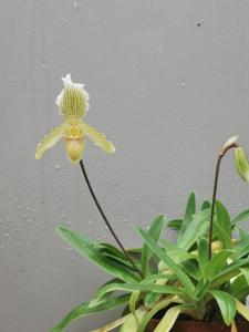 Paphiopedilum Arthurianum