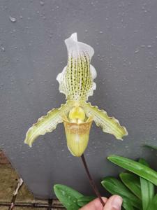 Paphiopedilum Arthurianum