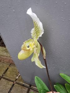 Paphiopedilum Arthurianum