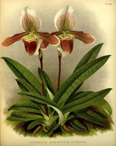 Paphiopedilum Ashburtoniae