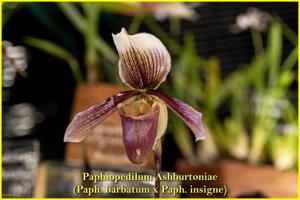 Paphiopedilum Ashburtoniae